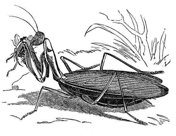 European Mantis - Mantis religiosa