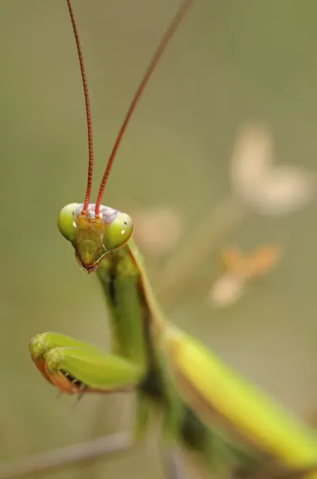 Framed Print : European Mantis or Praying Mantis -Mantis religiosa-, Alsace, France, Europe Framed Print : European Mantis or Praying Mantis -Mantis religiosa-, Alsace, France, Europe