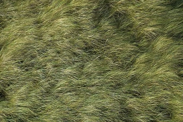 European marram grass, Beachgrass (Ammophila arenaria) in the wind, North Sea, Denmark, Europe