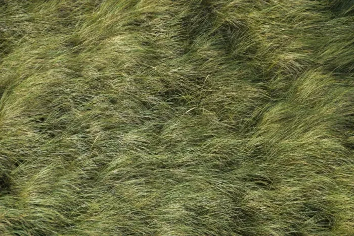Framed Print : European marram grass, Beachgrass (Ammophila arenaria) in the wind, North Sea, Denmark, Europe Framed Print : European marram grass, Beachgrass (Ammophila arenaria) in the wind, North Sea, Denmark, Europe