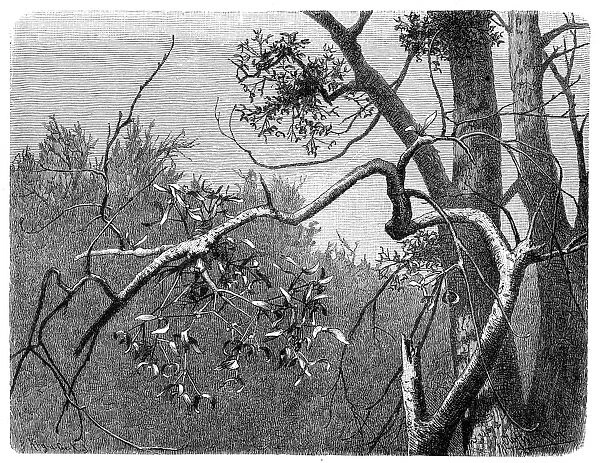 European mistletoe, common mistletoe (Viscum album)