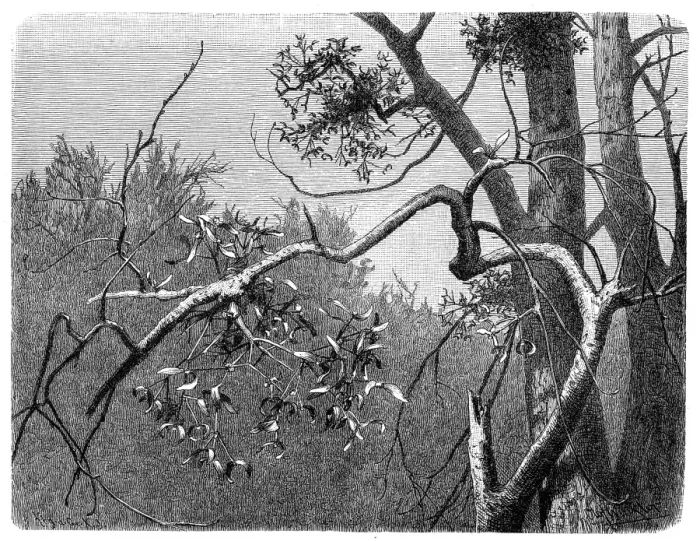 Framed Print : European mistletoe, common mistletoe (Viscum album) Framed Print : European mistletoe, common mistletoe (Viscum album)