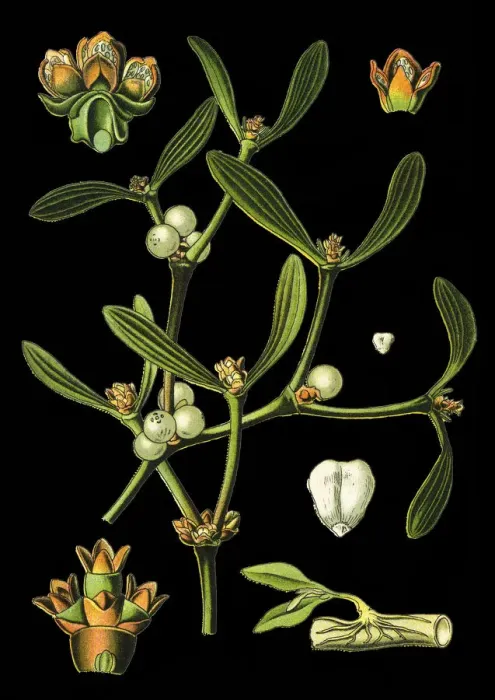 Framed Print : European mistletoe, mistletoe Framed Print : European mistletoe, mistletoe