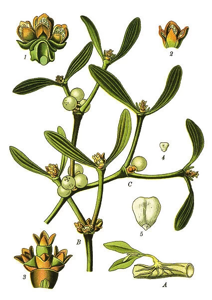 European mistletoe, mistletoe