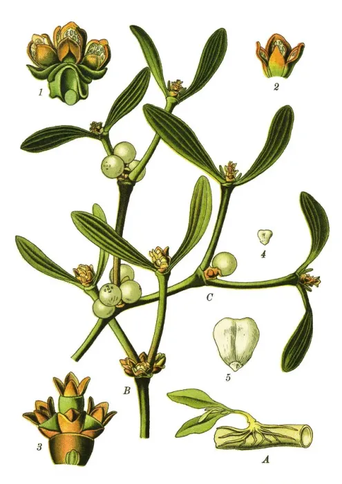 Framed Print : European mistletoe, mistletoe Framed Print : European mistletoe, mistletoe