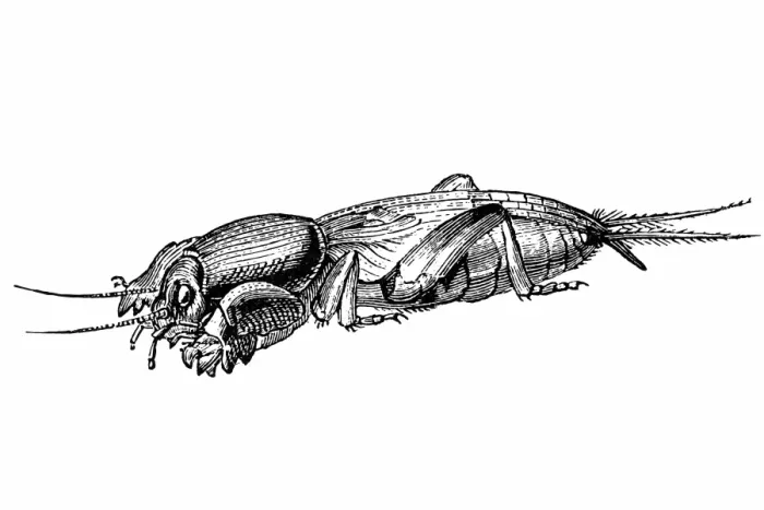 Framed Print : European Mole Cricket (Gryllotalpa Gryllotalpa) Framed Print : European Mole Cricket (Gryllotalpa Gryllotalpa)