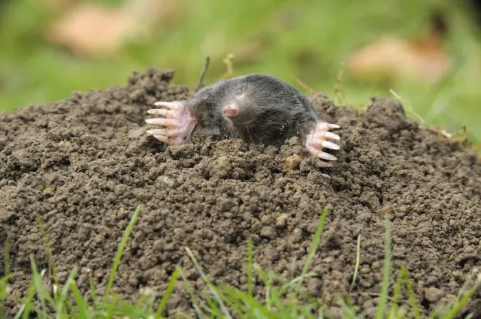 Framed Print : European Mole -Talpa europaea- Framed Print : European Mole -Talpa europaea-
