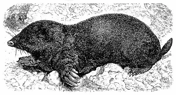 European Mole (Talpa Europaea)