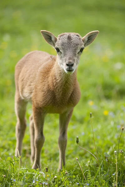 European Mouflon -Ovis ammon Musimon-, lamb, Thuringia, Germany