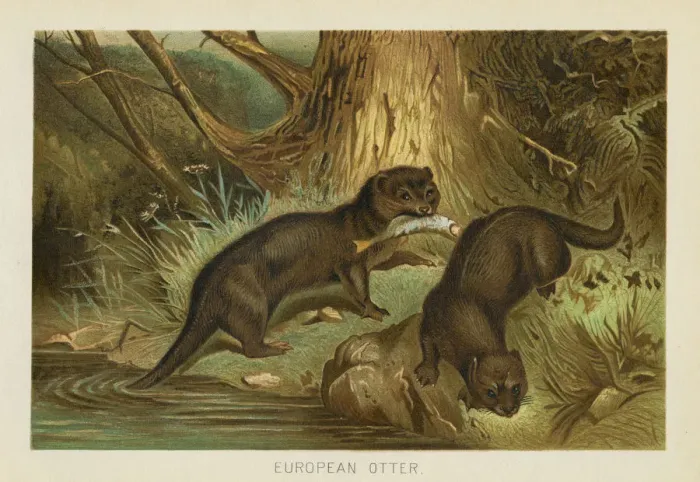 Framed Print : European otter chromolithograph 1896 Framed Print : European otter chromolithograph 1896