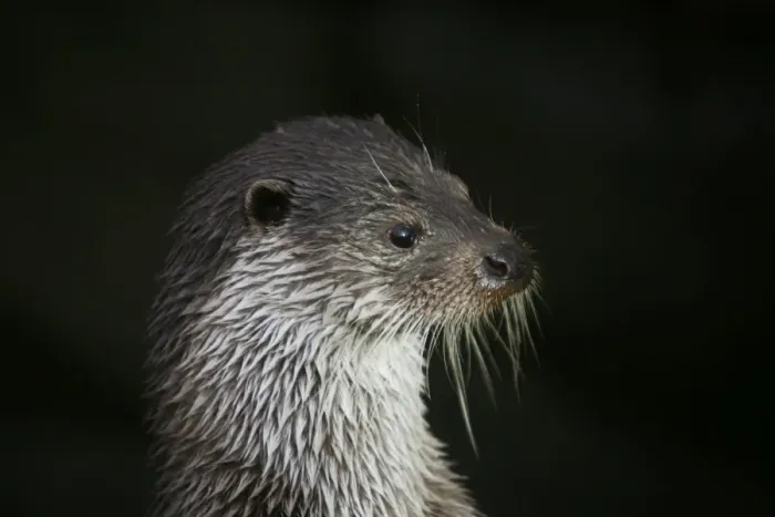 Framed Print : European Otter -Lutra lutra-, animal portrait, captive Framed Print : European Otter -Lutra lutra-, animal portrait, captive