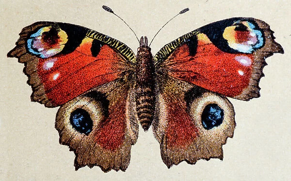 European Peacock (Aglais io), insect animals antique illustration