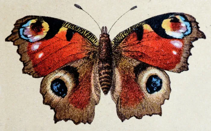 Framed Print : European Peacock (Aglais io), insect animals antique illustration Framed Print : European Peacock (Aglais io), insect animals antique illustration