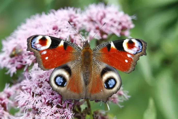 Framed Print : European Peacock (Inachis io) on an Eupatorium flower Framed Print : European Peacock (Inachis io) on an Eupatorium flower
