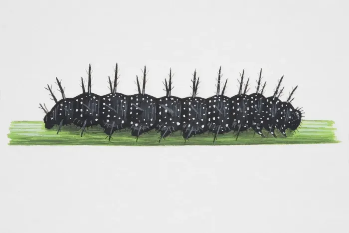Framed Print : European Peacock (Inachis io), hairy caterpillar on narrow Framed Print : European Peacock (Inachis io), hairy caterpillar on narrow