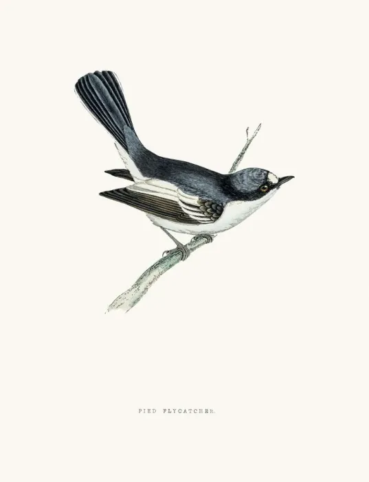 Framed Print : European pied flycatcher bird Framed Print : European pied flycatcher bird