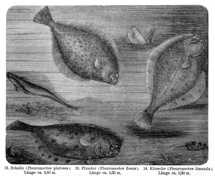 Framed Print : The European plaice (Pleuronectes platessa), European flounder (Platichthys flesus), common dab (Limanda limanda) Framed Print : The European plaice (Pleuronectes platessa), European flounder (Platichthys flesus), common dab (Limanda limanda)