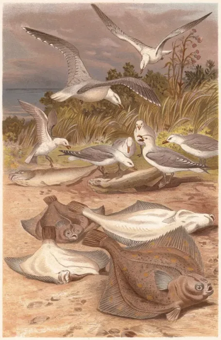 Framed Print : European plaice (Pleuronectes platessa) and seagulls, lithograph, published 1884 Framed Print : European plaice (Pleuronectes platessa) and seagulls, lithograph, published 1884