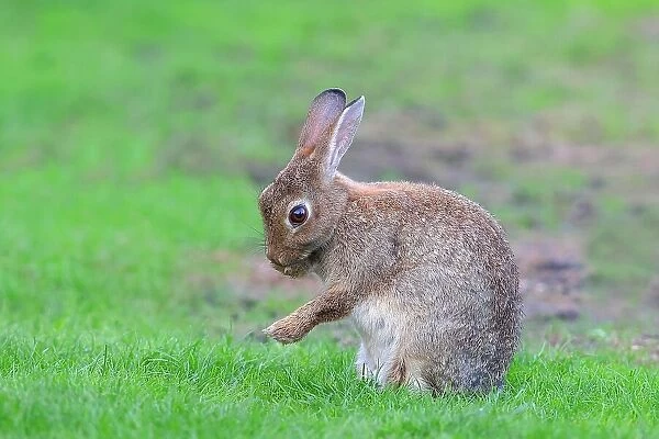 European rabbit (Oryctolagus cuniculus) cleaning itself, sitting in a meadow, Fehmarn Island, Schleswig-Holstein, Germany