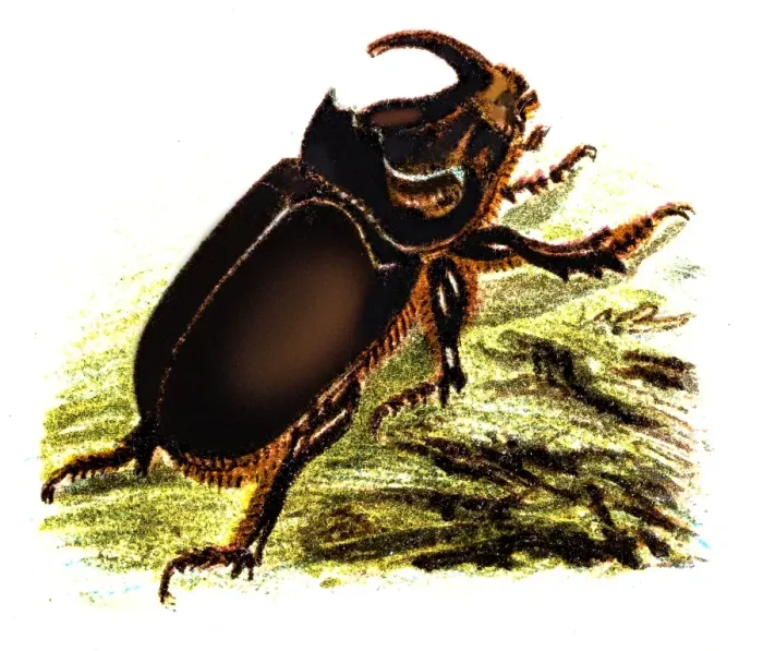 Framed Print : The European rhinoceros beetle (Oryctes nasicornis) Framed Print : The European rhinoceros beetle (Oryctes nasicornis)