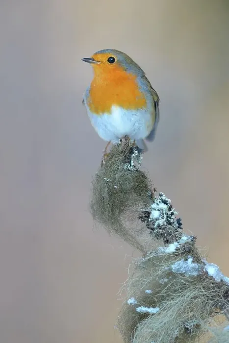 Framed Print : European Robin (Erithacus rubecula) perched on its song post, a spruce twig with lichens in winter, Swabian Alb biosphere reserve, Baden-Wuerttemberg, Germany Framed Print : European Robin (Erithacus rubecula) perched on its song post, a spruce twig with lichens in winter, Swabian Alb biosphere reserve, Baden-Wuerttemberg, Germany