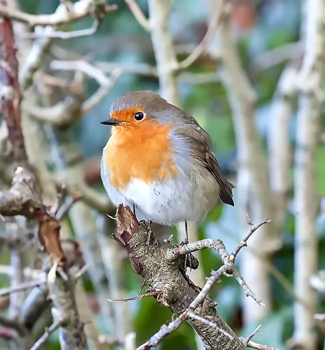 Framed Print : The European robin hiding in the trees Framed Print : The European robin hiding in the trees