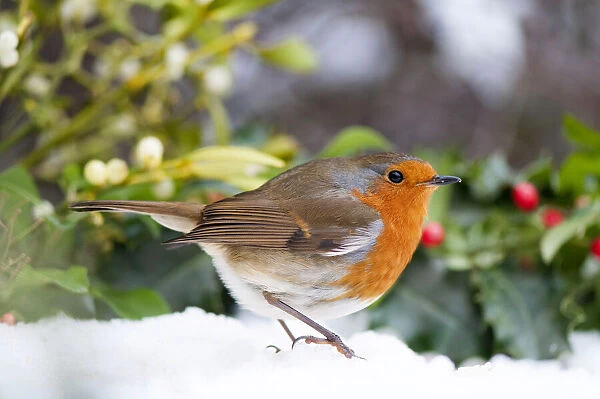 European robin in the snow
