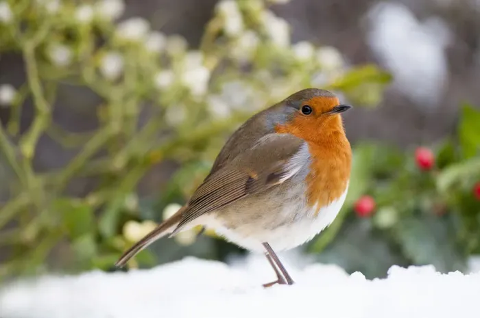 Framed Print : European Robin in the snow Framed Print : European Robin in the snow