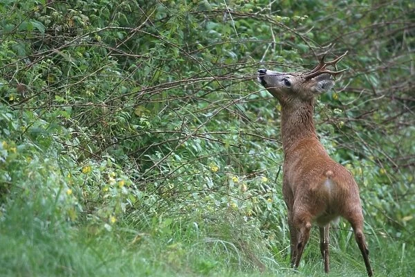 European Roe Deer (Capreolus capreolus) marking its territory, Allgaeu, Bavaria, Germany, Europe