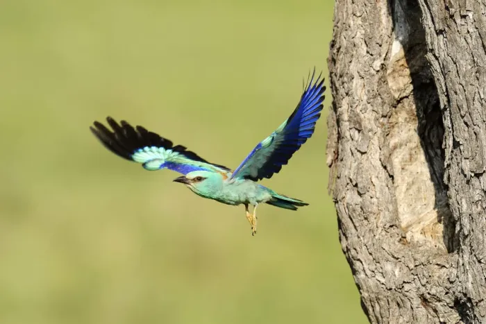 Framed Print : European Roller -Coracias garrulus-, flying out from the nesting hole in an old apple tree, Bulgaria Framed Print : European Roller -Coracias garrulus-, flying out from the nesting hole in an old apple tree, Bulgaria