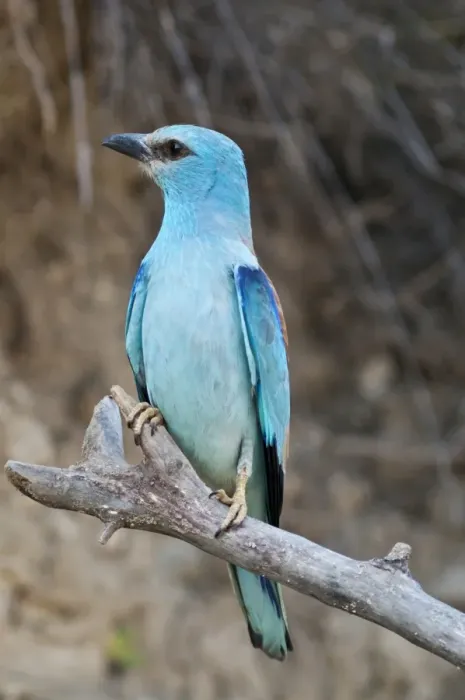 Framed Print : European Roller -Coracias garrulus-, female on perch, Lake Kerkini region, Greece, Europe