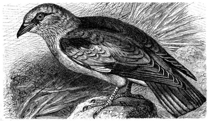 Framed Print : European roller (Coracias garrulus) Framed Print : European roller (Coracias garrulus)