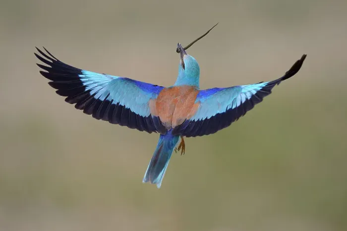 Framed Print : European roller -Coracias garrulus- in flight with prey, grass snake -Natrix natrix-, Kiskunsag National Park, Hungary Framed Print : European roller -Coracias garrulus- in flight with prey, grass snake -Natrix natrix-, Kiskunsag National Park, Hungary