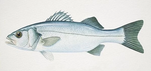 European Sea Bass, Dicentrarchus labrax, side view