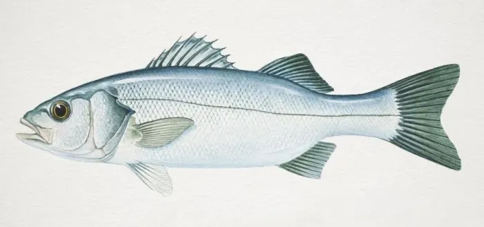 Framed Print : European Sea Bass, Dicentrarchus labrax, side view Framed Print : European Sea Bass, Dicentrarchus labrax, side view