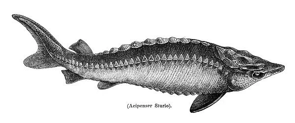 European sea sturgeon fish engraving 1897