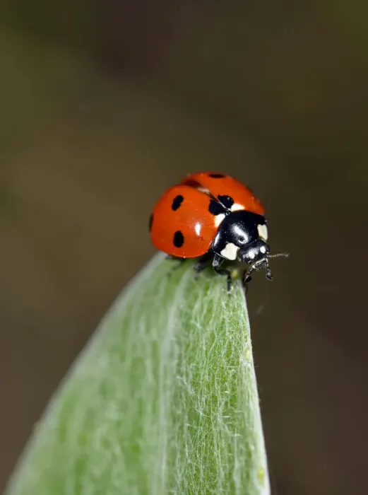 Framed Print : European Seven Spot Ladybird -Coccinella septempunctata-, Stuttgart, Baden-Wurttemberg, Germany Framed Print : European Seven Spot Ladybird -Coccinella septempunctata-, Stuttgart, Baden-Wurttemberg, Germany