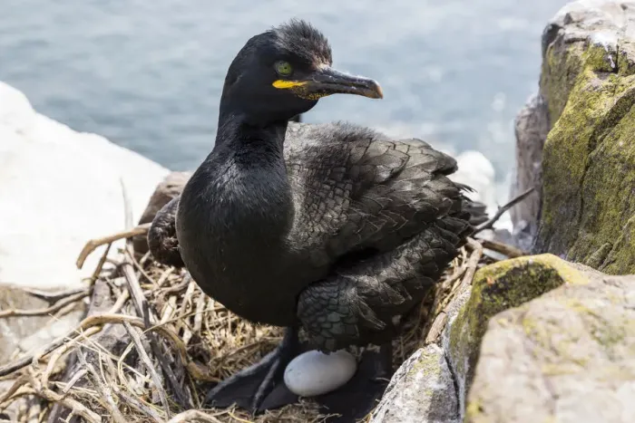 Framed Print : European Shag -Phalacrocorax aristotelis-, Farne Islands, Northumberland, England, United Kingdom Framed Print : European Shag -Phalacrocorax aristotelis-, Farne Islands, Northumberland, England, United Kingdom