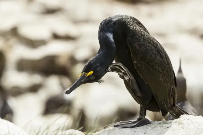 Framed Print : European Shag -Phalacrocorax aristotelis-, Farne Islands, Northumberland, England, United Kingdom Framed Print : European Shag -Phalacrocorax aristotelis-, Farne Islands, Northumberland, England, United Kingdom