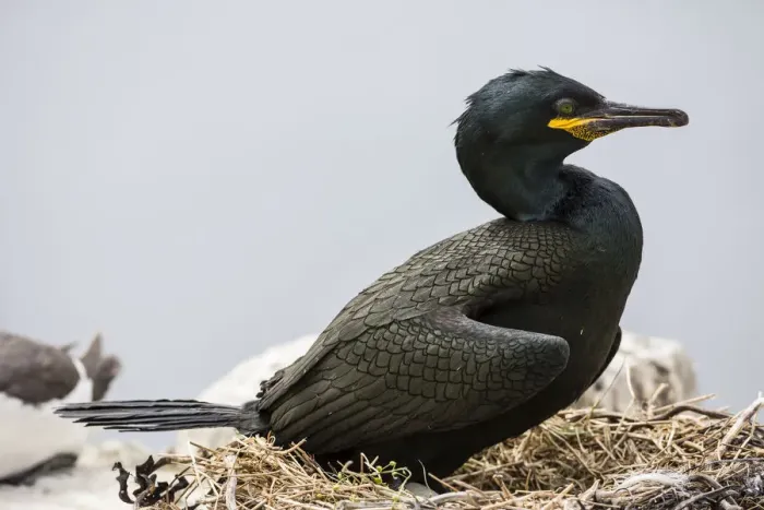 Framed Print : European Shag -Phalacrocorax aristotelis-, Farne Islands, Northumberland, England, United Kingdom Framed Print : European Shag -Phalacrocorax aristotelis-, Farne Islands, Northumberland, England, United Kingdom