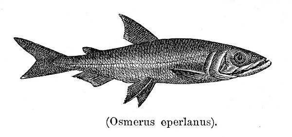 European smelt fish engraving 1897