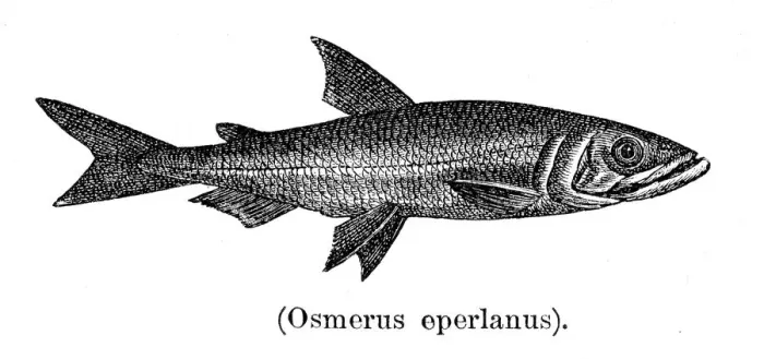 Framed Print : European smelt fish engraving 1897 Framed Print : European smelt fish engraving 1897