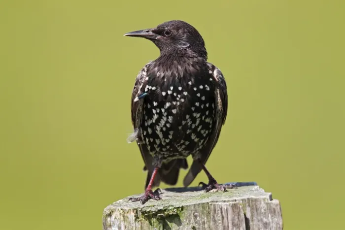Framed Print : European starling -Sturnus vulgaris-, perched on a fence post, Meldorfer Speicherkoog, Schleswig-Holstein, Germany, Europe Framed Print : European starling -Sturnus vulgaris-, perched on a fence post, Meldorfer Speicherkoog, Schleswig-Holstein, Germany, Europe