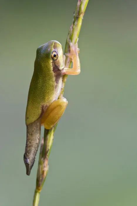 Framed Print : European Tree Frog -Hyla arborea-, during metamorphosis, Burgenland, Austria Framed Print : European Tree Frog -Hyla arborea-, during metamorphosis, Burgenland, Austria