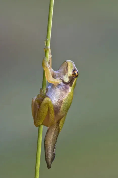 Framed Print : European Tree Frog -Hyla arborea-, during metamorphosis, Burgenland, Austria Framed Print : European Tree Frog -Hyla arborea-, during metamorphosis, Burgenland, Austria