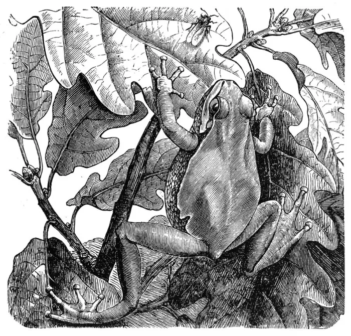 Framed Print : European tree frog (Hyla arborea) Framed Print : European tree frog (Hyla arborea)