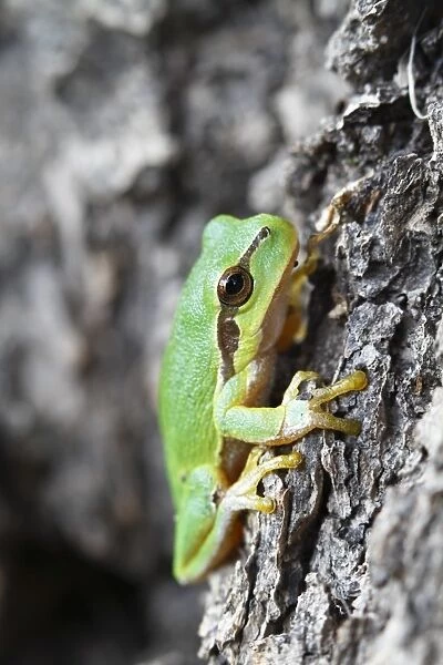 European Tree Frog -Hyla arborea- climbing on an oak, Saxony-Anhalt, Germany