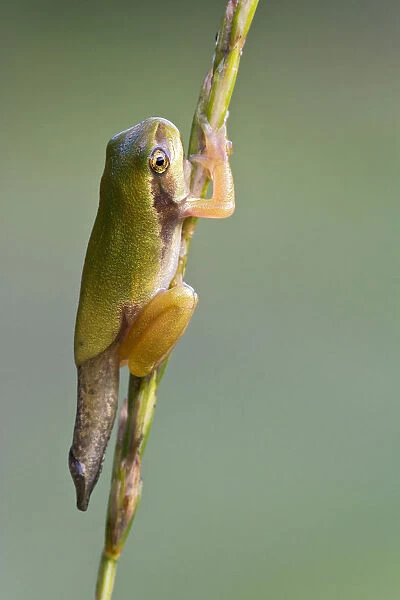 European Tree Frog -Hyla arborea-, during metamorphosis, Burgenland, Austria