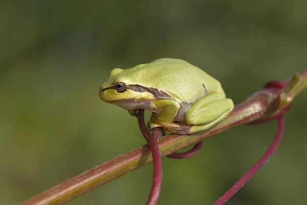 European Tree Frog -Hyla arborea- perched on a branch, Burgenland, Austria