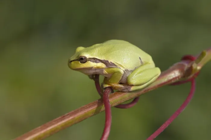 Framed Print : European Tree Frog -Hyla arborea- perched on a branch, Burgenland, Austria Framed Print : European Tree Frog -Hyla arborea- perched on a branch, Burgenland, Austria